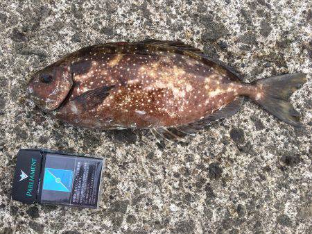 清水港、土肥　ハタゲーム！　